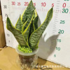Direct supply of the base ｜ Hydroponic plant small forest tiger pimuro potted flowers, succulent green plant office tiger tiger
