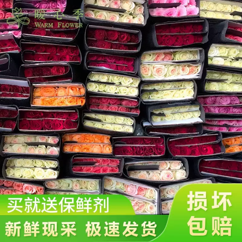 玫瑰花批鲜花真花云南基地直发红玫瑰‌爱莎戴安娜‌玫瑰七夕礼物