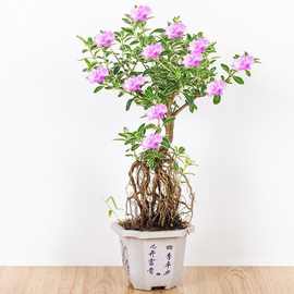 六月雪盆栽花卉开花粉红花室内客厅阳台桌面四季常青植物