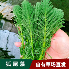 狐尾草羽毛宝塔鱼缸造景绿羽毛水草鱼塘渔池净化水质活体植物