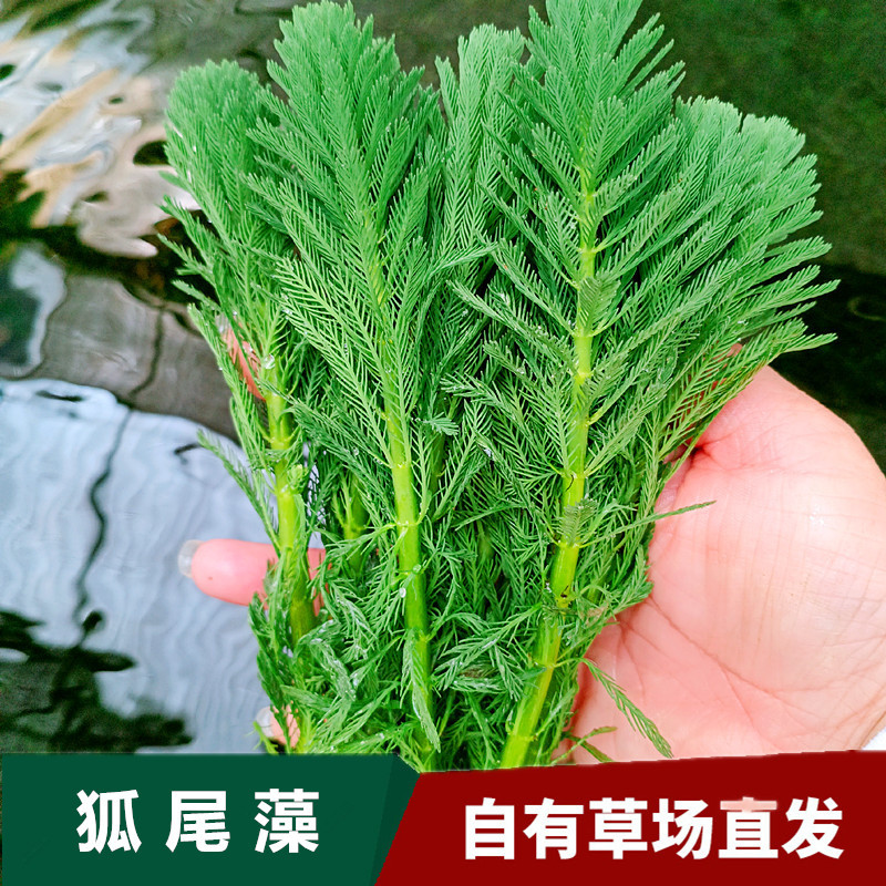 狐尾草羽毛宝塔鱼缸造景绿羽毛水草鱼塘渔池净化水质活体植物