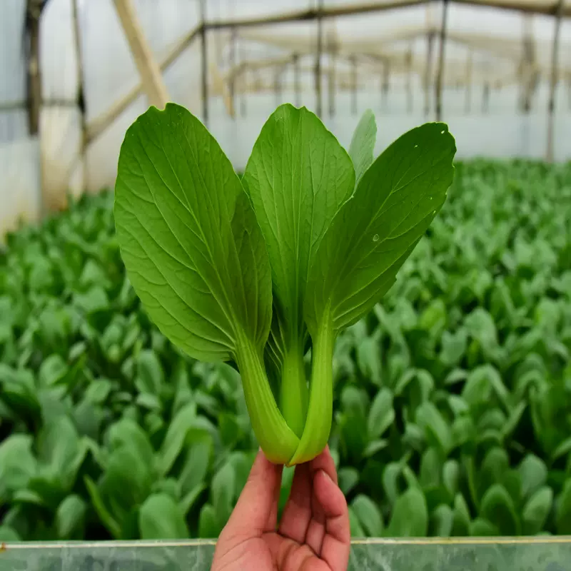 抢大包上海鸡毛菜菜籽种子青菜菜种籽蔬菜种孑大全阳台四季可种