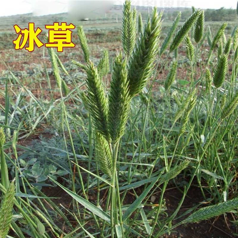 Фабрика оптовая изготовленная на заказ упаковка семян ледяной травы плоский шип ледяной травы перо газон семена корма семена шелуха холодная