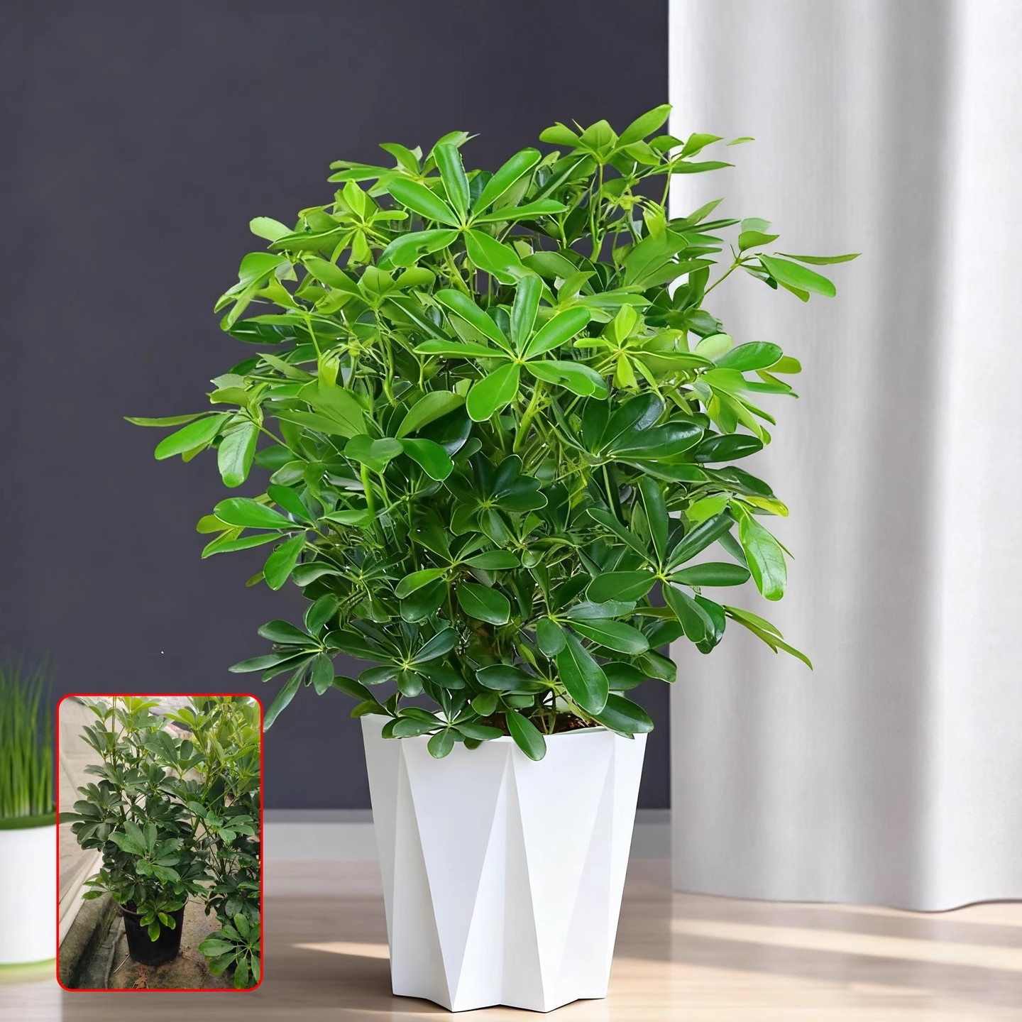 鸭脚木50-60cm+钻石纹花盆