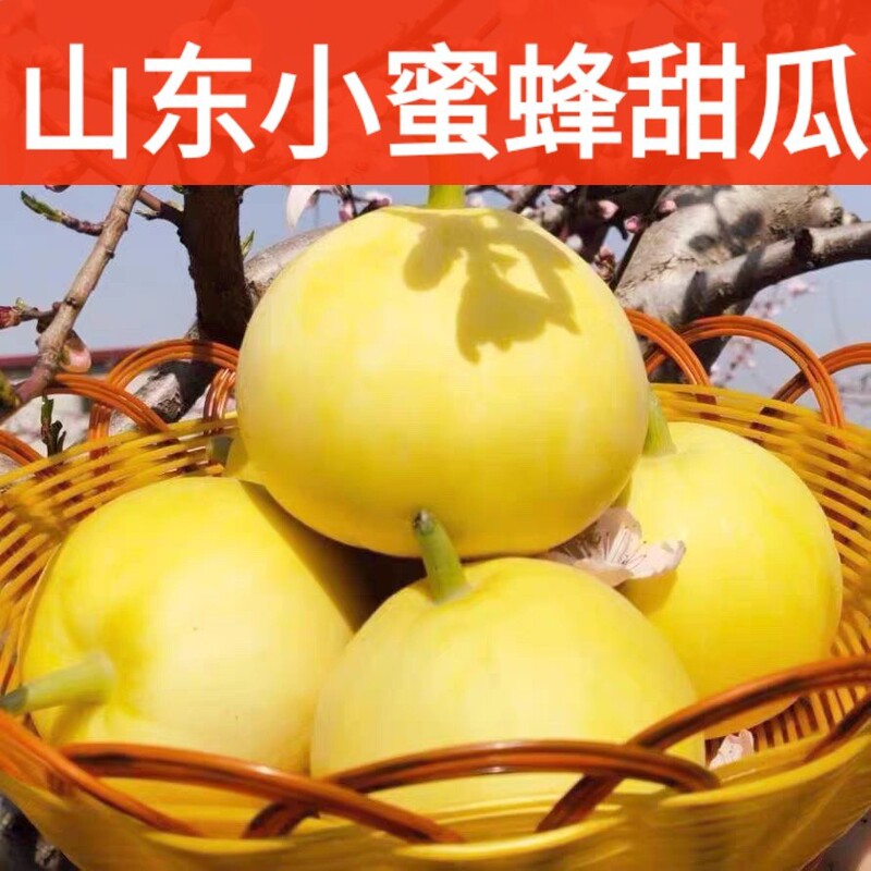 Shandong Little Bee Melon Star Sweet 20 Honey Pot Melon Fresh Fruit Melon Crisp Gold Melon Sweet