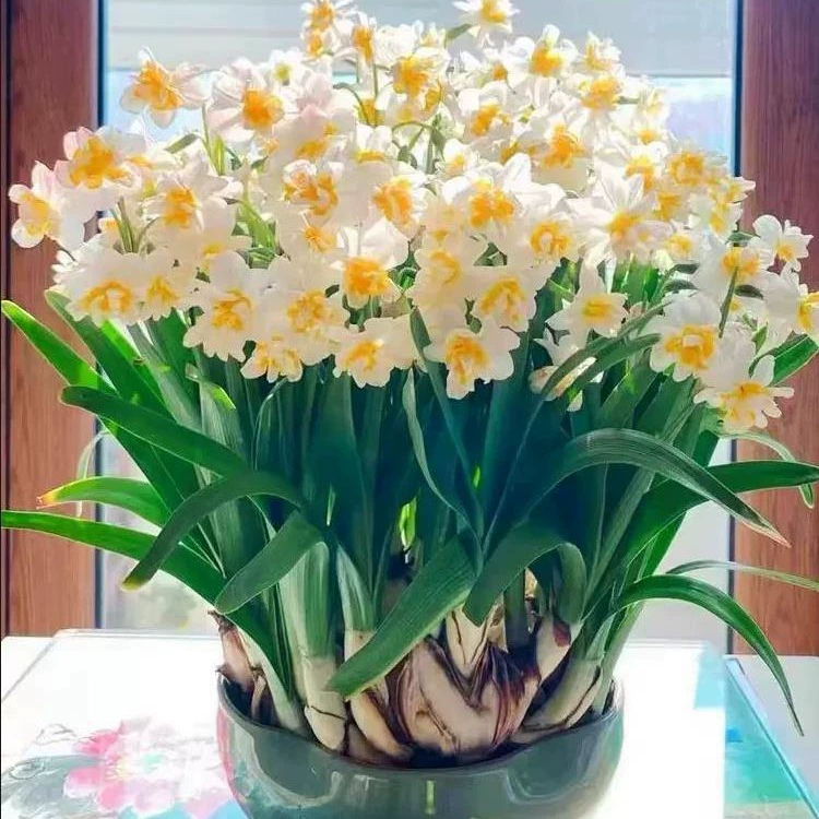 Цветы нарцисса: гидропонные, в горшках, зеленые растения, импортные, для выращивания в грунте, цветущие в этом году, двулистные нарциссы