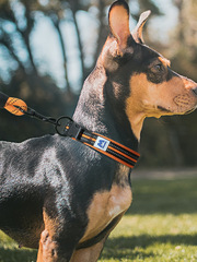 Dog Collar Puppy Collar Small Dog Neck Collar Large Dog Neck Collar Anti-Choking Medium Teddy Pet Supplies