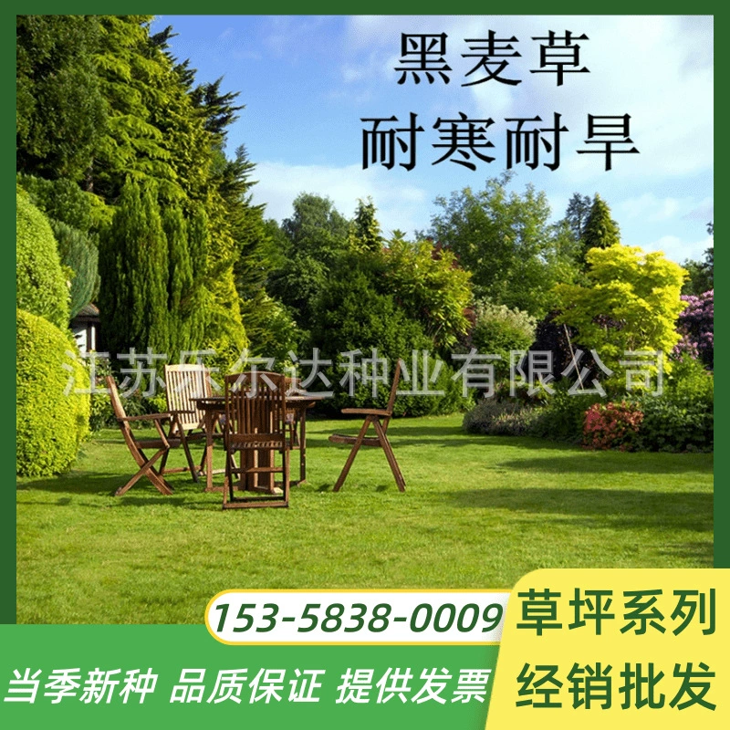 Озеленение Защита склонов Виды трав Многолетний райграс Северное озеленение газонная трава вечнозеленая круглый год Озеленение травы