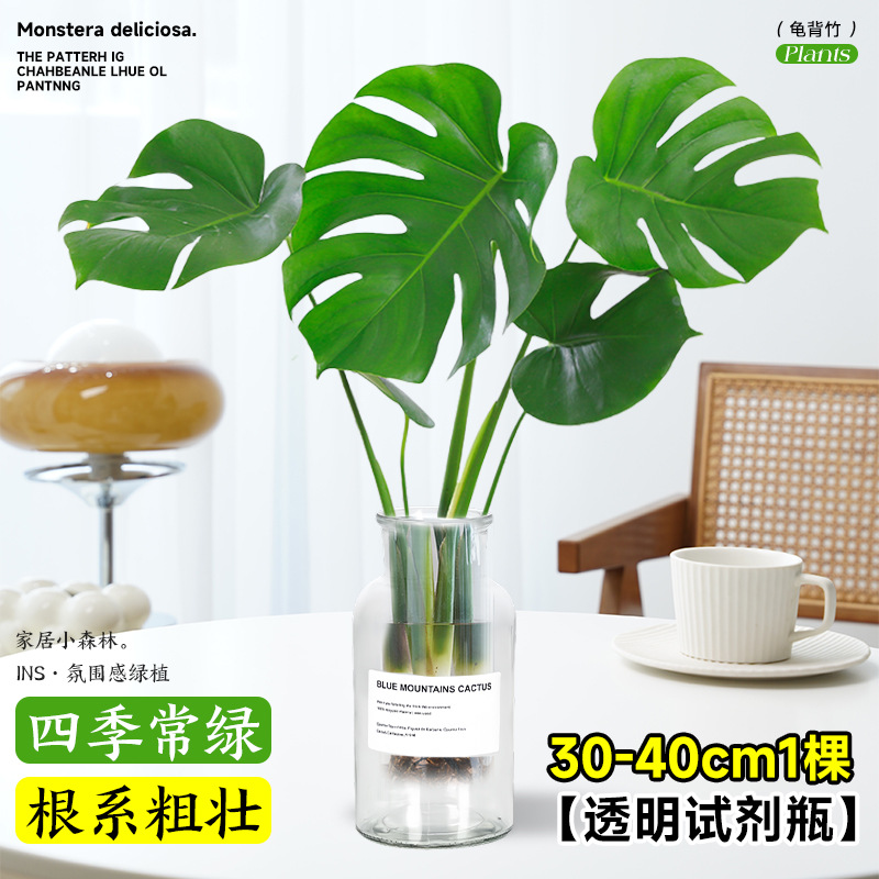 plantas de hidroponía de bambú de tortuga en el interior en cuatro estaciones buenas plantas verdes pequeñas en sala de estar hojas grandes plantas de maceta de pila vieja eliminación de formaldehído