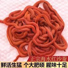 鲈鱼海虫海蚯蚓沙虫钓鱼饵料海蜈蚣活饵海钓红青虫活沙蚕鲜活包邮