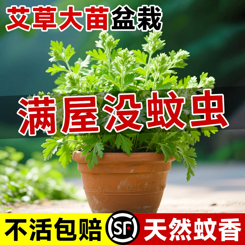 Травяной растительный репеллент от комаров в горшках, съедобная трава для внутреннего и наружного балкона, зеленое растение в горшках, репеллент от насекомых, малолистовая полынь для фестиваля драконьих лодок.