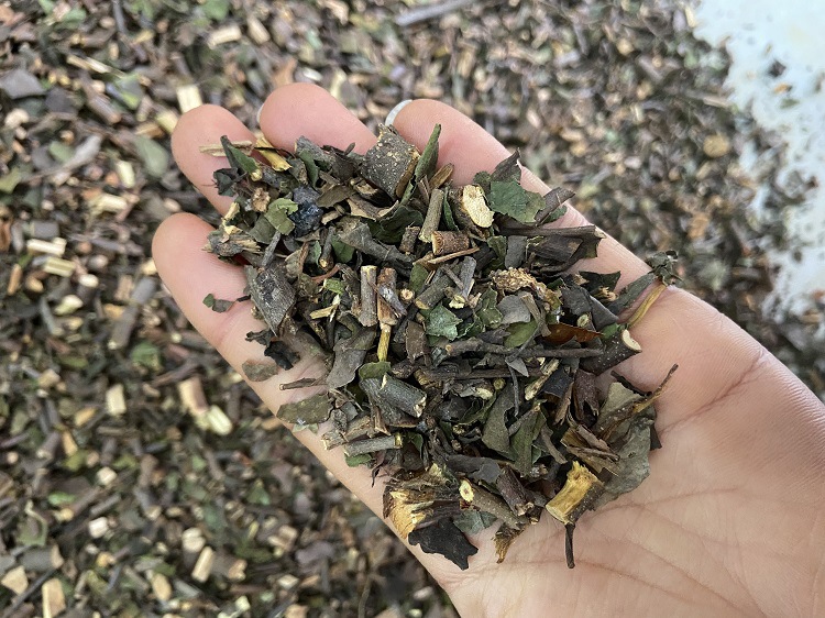 Mistletoe Herb Hu Ji Sheng Dried Cut Herb for Tea and Decoction 1 Jin 500g in use