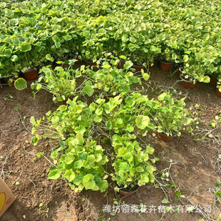 High-Quality Supply of February Orchid Potted Plants, Potted Plants for Flower Sea Greening Projects, Qingzhou Base