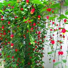 藤本爬藤植物灯笼花带花苞盆栽苗蔓性风铃花四季开花花卉观花植物