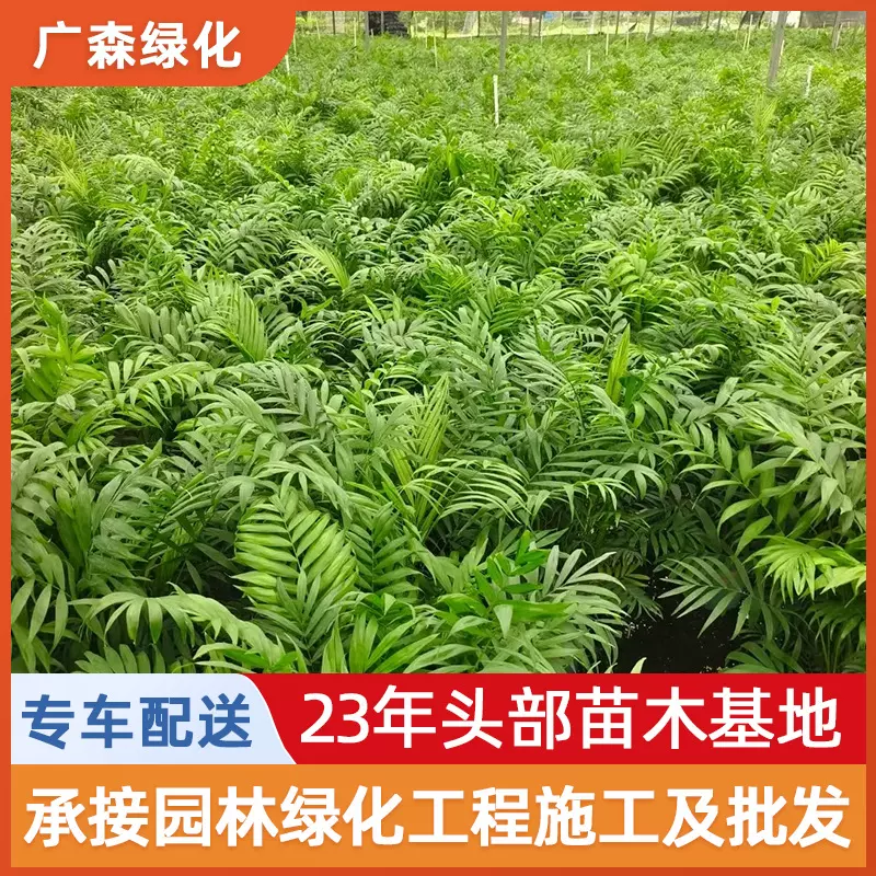 园林工程绿化苗木袖珍椰子盆栽庭院花卉地载红果罗汉松苗基地批发