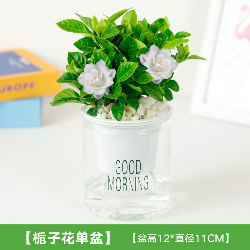 치자나무(흡수대)는 비꽃석을 보냅니다.