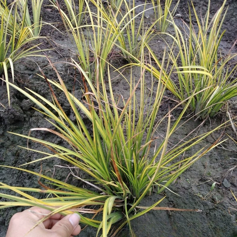 Золотой лист Acorus АИР золотая линия Acorus АИР база оптом многолетние вечнозеленые травы клумбы цветок границы растения