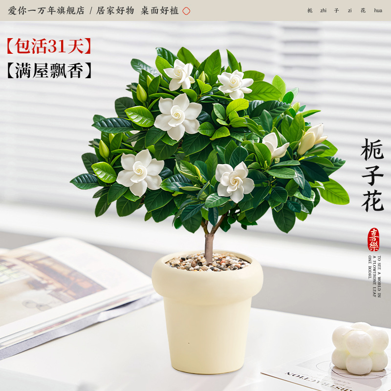 단극 치자나무 + 크림콘 (포장석 + 영양액 포함)