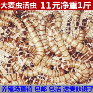 �����x���x����x��̖�S���x�����~������ϰ˸箋ü�Bʳ�x��