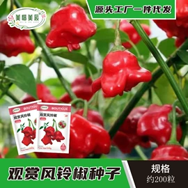 种子;蔬菜种子