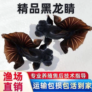 黑龙睛金鱼招财大眼墨龙睛冷水观赏鱼 好养耐活淡水金鱼渔场直发
