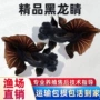 金鱼冷水直发淡水观赏鱼