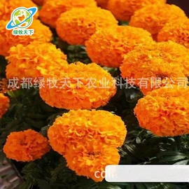 种子;草坪;草种子