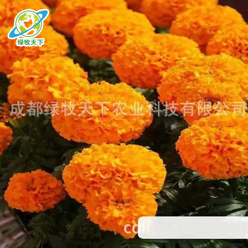 万寿菊四川成都批发鼠尾草组合各色金盏硫华黑心菊种子花卉