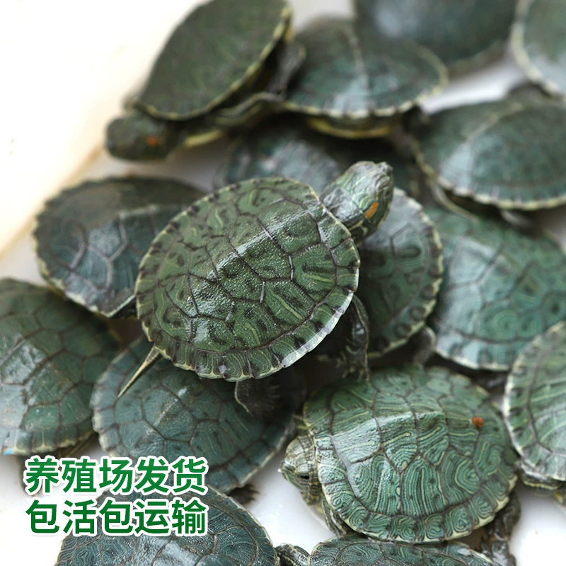 Живые детеныши черепах, живые семена бразильских черепах, домашние детеныши черепах, оптовые поставки живых семян черепах с ферм.