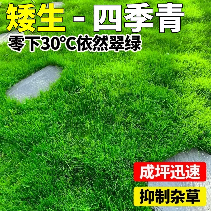 Американские семена травы Four Seasons. Семена корней гномов с зубами собаки. Стойкие к засухе и устойчивые к подступающим. Зеленение двора. Защита склонов. Семена газонов.