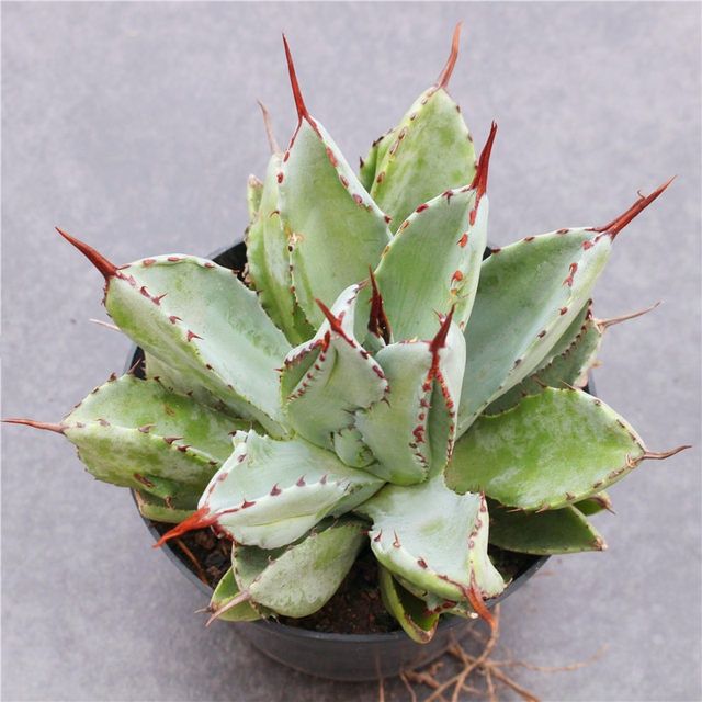 Beikelong Abalone Tequila Succulent plants Potted plant The summer Green plant flowers and plants