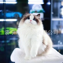 猫咪活体布偶猫咪活体缅因猫幼猫德文卷毛猫活体美短虎斑猫咪活体