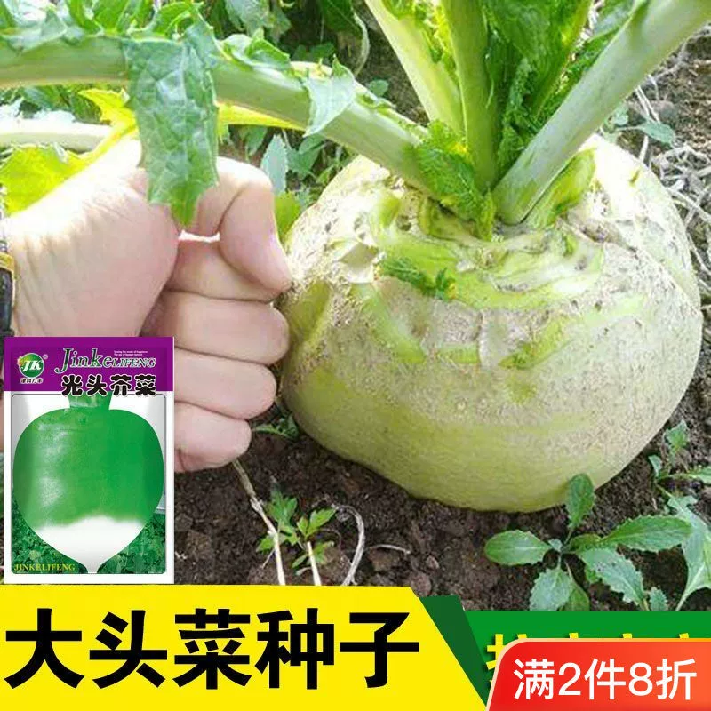 Очень крупные острые горчичные семена из Сычуани, подходят для любого времени года.