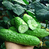 Unexpected fruit cucumber seeds wholesale farmland vegetable garden short stick meat thick rod, crispy cucumber vegetable seeds