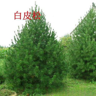 白皮松基地批发 1-5米白皮松 规格多样白皮松-阿里巴巴