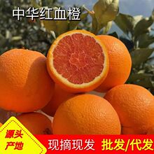 血橙批发红橙秭归中华红应季新鲜当季红肉脐橙水果代发甜橙多汁