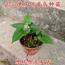 ���מ��N�� �c�מ����Ԟ��l��ș�������;Gֲԭ��ԭ��l؛���]