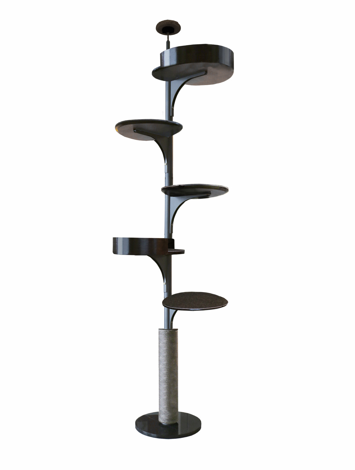 다섯잎 클로버(검은 호두색, 높이 2.25— 2.7m )