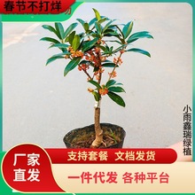 һ�����l�𻨘������Խ������ͻ���ͥԺ�����ļ���������K�޽�