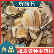 穿破石 金蝉 川破石 地锦根 中药材穿破石 各种冷背大货供应