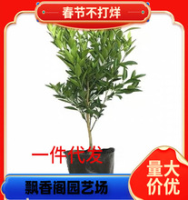 ����������Ҋ���٘��� ����Ҋ���Ә��� ��˹�۸��ټ޽���������