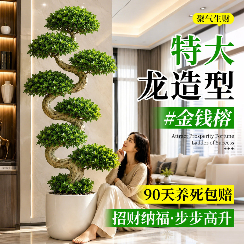 Large green plant S-curve dragon-shaped money banyan tree for office and living room, housewarming gift, grand opening large potted money tree