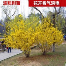 连翘树苗连翘苗迎春花苗黄老虎阳台别墅庭院绿化苗木耐寒好养植物