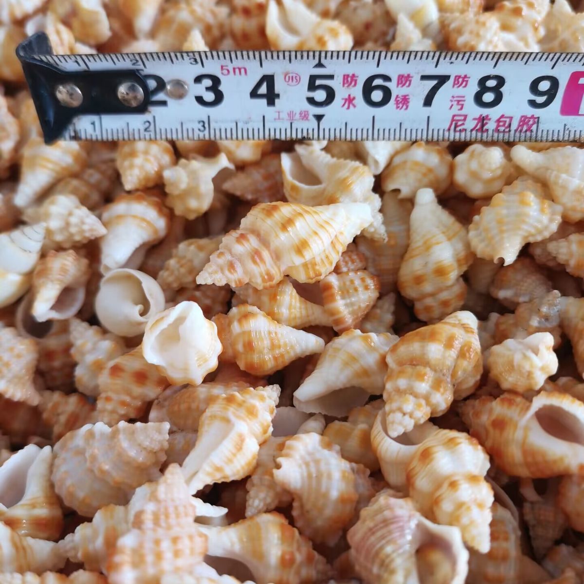 Seabed Ocean - Red Wax Snail Shells, Sea Snails Sold by Weight, Starfish Tanks, Drift Bottles, DIY Materials, Miniature Landscapes