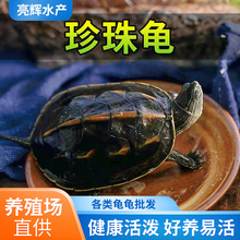 宠物龟活物珍珠龟花龟苗子草龟观赏龟中华花龟宠物乌龟宠物乌龟