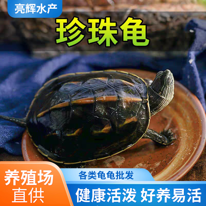 宠物龟活物珍珠龟花龟苗子草龟观赏龟中华花龟宠物乌龟宠物乌龟