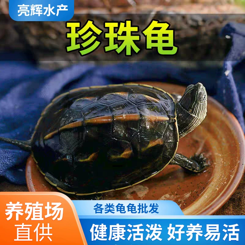 Живая черепаха, жемчужная черепаха, цветочная черепаха, рассада, травяная черепаха, декоративная черепаха, китайская цветочная черепаха, домашняя черепаха, домашняя черепаха