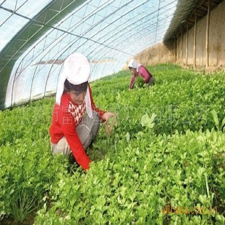 供应新疆阿克苏市阿瓦提县温室大棚PE双层保温农膜 抗老化阳光板