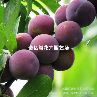 �t�������Ә���޽Ӵ����S�����t����������ϱ���ͥԺ���Ե���