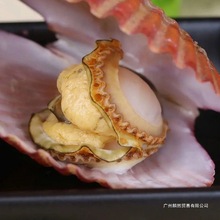扇贝鲜活海鲜整箱水产批发港湾贝鲜活贝类鲍鱼食用农产品冷冻水产